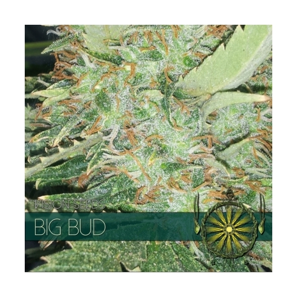Big Bud (Vision Seeds) Feminiserede