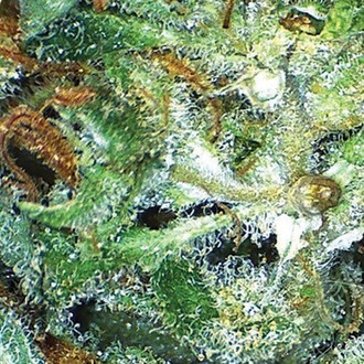 Big Bud (Vision Seeds) Feminiserede