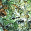 Big Bud (Vision Seeds) Feminiserede