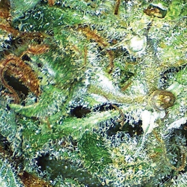 Big Bud (Vision Seeds) Feminiserede
