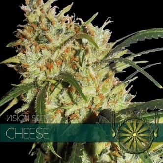 Cheese aka Gouda's Grass (Vision Seeds) feminiserede cannabisfr&oslash;
