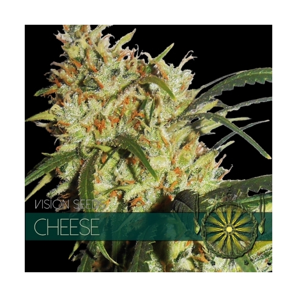 Cheese (Vision Seeds) Feminiserede
