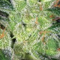 Cheese (Vision Seeds) Feminiserede