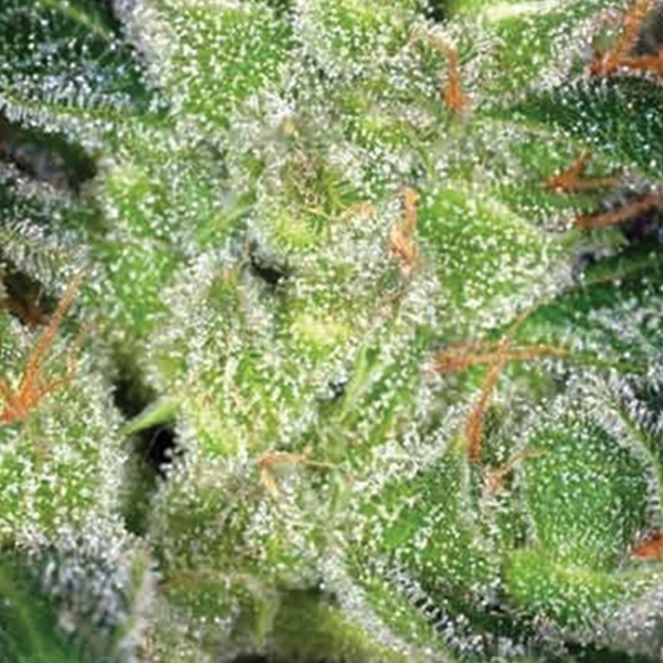 Cheese (Vision Seeds) Feminiserede