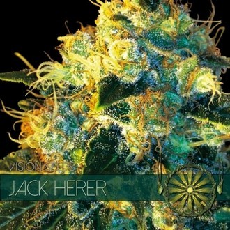 Jack Herer (Vision Seeds) Feminiserede