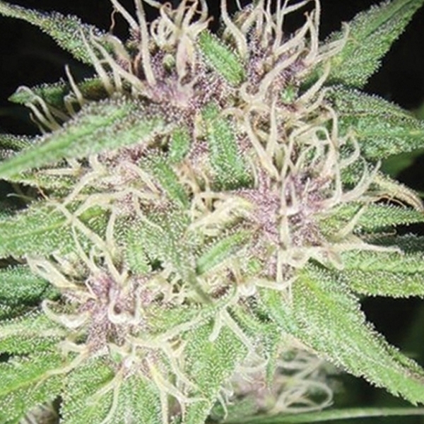Jack Herer (Vision Seeds) Feminiserede