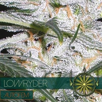 Lowryder (Vision Seeds) feminiserede cannabisfr&oslash;