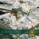 Lowryder (Vision Seeds) Feminiserede