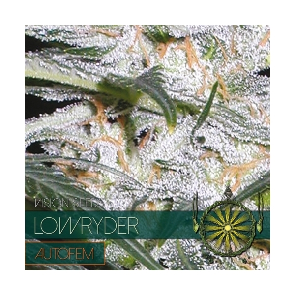 Lowryder (Vision Seeds) Feminiserede