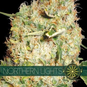 Northern Lights (Vision Seeds) feminiserede cannabisfr&oslash;