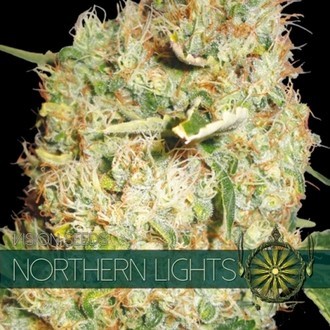 Northern Lights (Vision Seeds) Feminiserede