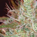 Northern Lights (Vision Seeds) Feminiserede