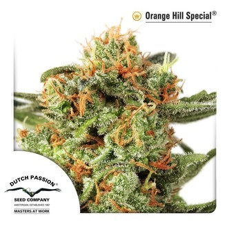 Orange Hill Special (Dutch Passion) feminiserede cannabisfr&oslash;