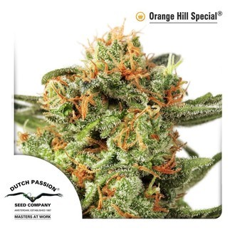 Orange Hill Special (Dutch Passion) Feminiserede