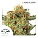 Orange Hill Special (Dutch Passion) Feminiserede