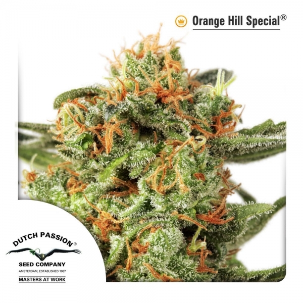 Orange Hill Special (Dutch Passion) Feminiserede