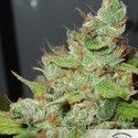 Orange Hill Special (Dutch Passion) Feminiserede