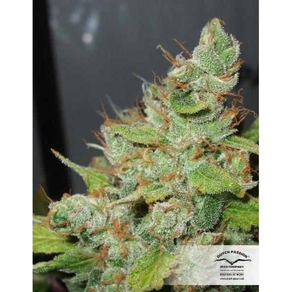 Orange Hill Special (Dutch Passion) Feminiserede