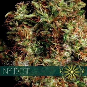NY Diesel (Vision Seeds) feminiserede cannabisfr&oslash;