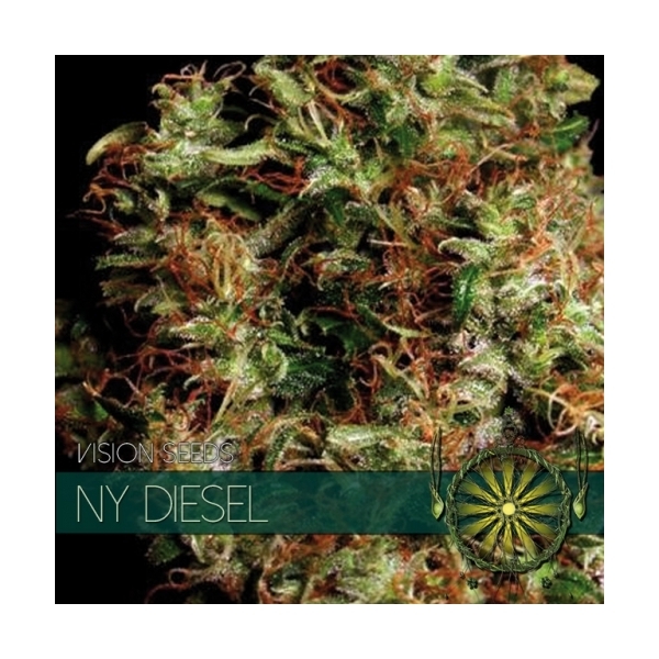 NY Diesel (Vision Seeds) Feminiserede