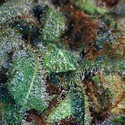 NY Diesel (Vision Seeds) Feminiserede