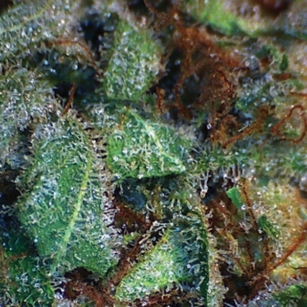 NY Diesel (Vision Seeds) Feminiserede