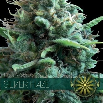 Silver Haze (Vision Seeds) feminiserede cannabisfr&oslash;