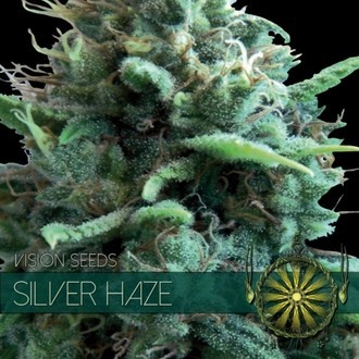 Silver Haze (Vision Seeds) Feminiserede