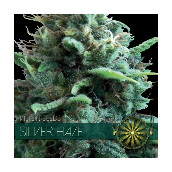Silver Haze (Vision Seeds) Feminiserede