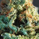 Silver Haze (Vision Seeds) Feminiserede