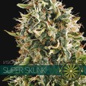 Super Skunk (Vision Seeds) Feminiserede