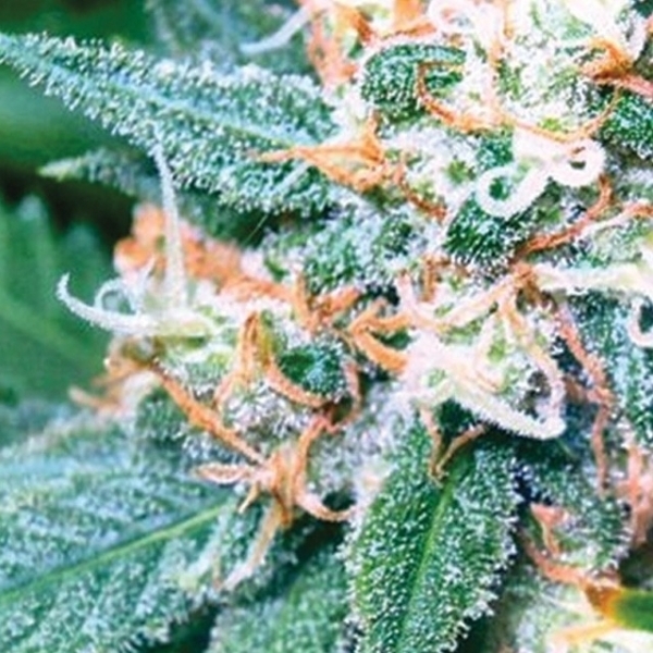 Super Skunk (Vision Seeds) Feminiserede