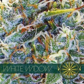 White Widow (Vision Seeds) feminiserede cannabisfr&oslash;