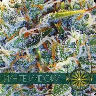 White Widow (Vision Seeds) Feminiserede