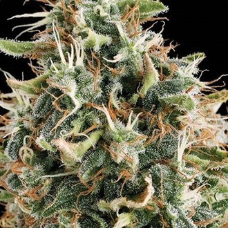 White Widow (Vision Seeds) Feminiserede