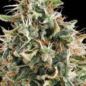 White Widow (Vision Seeds) Feminiserede