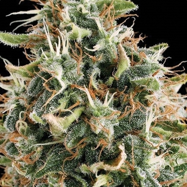 White Widow (Vision Seeds) Feminiserede