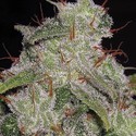 Northern Lights Autoflowering (Vision Seeds) Feminiserede