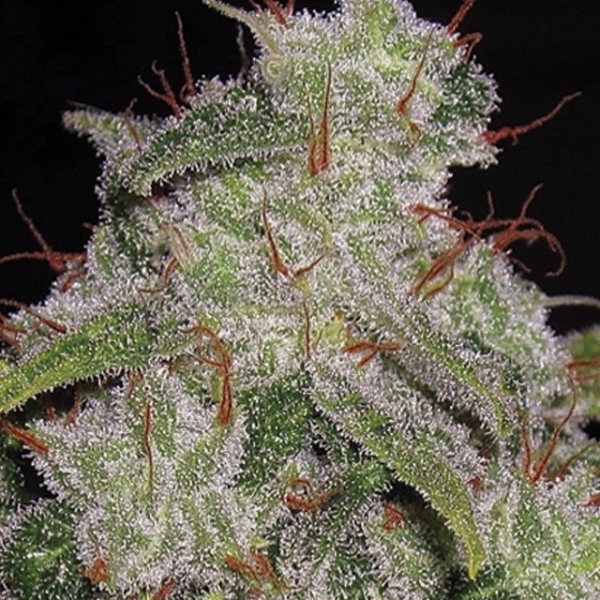 Northern Lights Autoflowering (Vision Seeds) Feminiserede