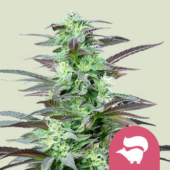 Skunk XL (Royal Queen Seeds) feminiserede cannabisfr&oslash;