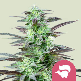 Skunk XL (Royal Queen Seeds) Feminiserede