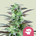 Skunk XL (Royal Queen Seeds) Feminiserede