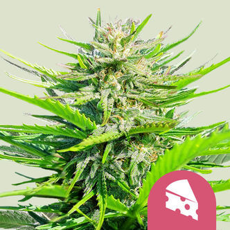 Royal Cheese - Hurtig blomstring (Royal Queen Seeds) feminiserede cannabisfr&oslash;