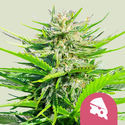 Royal Cheese - Hurtig blomstring (Royal Queen Seeds) Feminiserede