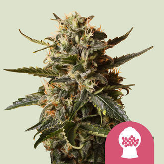 Bubblegum XL (Royal Queen Seeds) Feminiserede