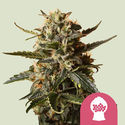 Bubblegum XL (Royal Queen Seeds) Feminiserede