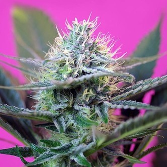 + Speed Auto (Sweet Seeds) feminiserede