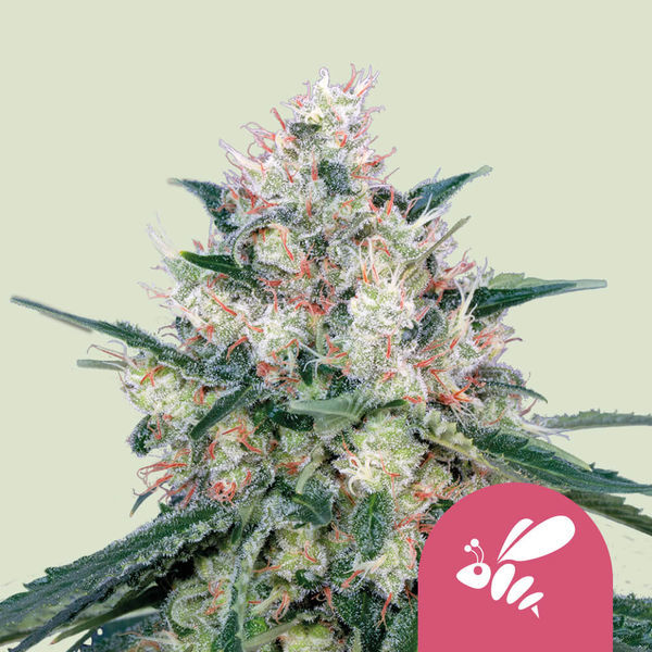 Honey Cream - Hurtig blomstring (Royal Queen Seeds) Feminiserede