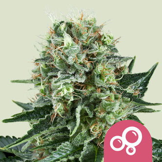 Bubble Kush (Royal Queen Seeds) feminiserede cannabisfr&oslash;