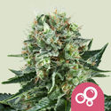Bubble Kush (Royal Queen Seeds) Feminiserede